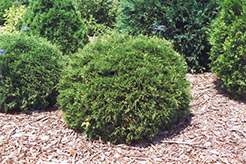 Hetz  MidgeCedar (Thuja occidentalis 'Hetz Midget') at Millcreek Nursery Ltd