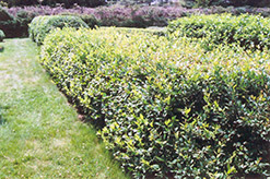 Sakhalin Honeysuckle (Lonicera maximowiczii 'var. sakhalinensis') at Millcreek Nursery Ltd