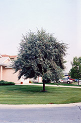 Russian Olive (Elaeagnus angustifolia) at Millcreek Nursery Ltd