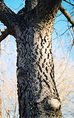 Common Hackberry (Celtis occidentalis) at Millcreek Nursery Ltd