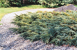 Holger Juniper (Juniperus squamata 'Holger') at Millcreek Nursery Ltd
