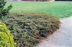Effusa Juniper (Juniperus communis 'Effusa') at Millcreek Nursery Ltd