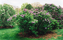 Asessippi Hyacinth Lilac (Syringa x hyacinthiflora 'Asessippi') at Millcreek Nursery Ltd