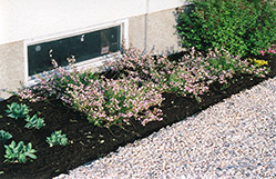 Purple Broom (Cytisus purpureus) at Millcreek Nursery Ltd