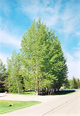 Prairie Sky Poplar (Populus 'Prairie Sky') at Millcreek Nursery Ltd