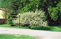 Bounty Plum (Prunus nigra 'Bounty') at Millcreek Nursery Ltd