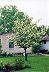 Snowbird Hawthorn (Crataegus x mordenensis 'Snowbird') at Millcreek Nursery Ltd