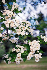 Snowbird Hawthorn (Crataegus x mordenensis 'Snowbird') at Millcreek Nursery Ltd