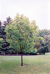 Northern Gem Hybrid Ash (Fraxinus 'Northern Gem') at Millcreek Nursery Ltd