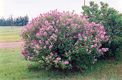 Miss Canada Preston Lilac (Syringa x prestoniae 'Miss Canada') at Millcreek Nursery Ltd