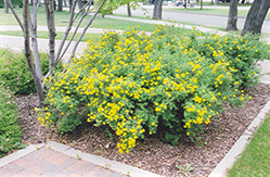 Coronation Triumph Potentilla (Potentilla fruticosa 'Coronation Triumph') at Millcreek Nursery Ltd