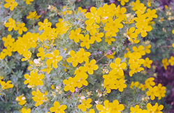 Coronation Triumph Potentilla (Potentilla fruticosa 'Coronation Triumph') at Millcreek Nursery Ltd