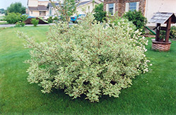 Elegantissma Dogwood (Cornus alba 'Elegantissima') at Millcreek Nursery Ltd