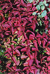 Dwarf Bush Honeysuckle (Diervilla lonicera) at Millcreek Nursery Ltd