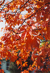 Ohio Buckeye (Aesculus glabra) at Millcreek Nursery Ltd