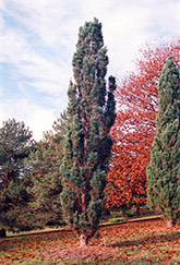 Columnar Scots Pine (Pinus sylvestris 'Fastigiata') at Millcreek Nursery Ltd