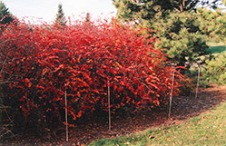 Emerald Carousel Barberry (Berberis 'Tara') at Millcreek Nursery Ltd