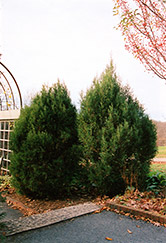 Cologreen Upright Juniper (Juniperus scopulorum 'Cologreen') at Millcreek Nursery Ltd