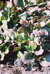 Purpleleaf Bergenia (Bergenia purpurascens) at Millcreek Nursery Ltd