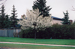 Ussurian Pear (Pyrus ussuriensis) at Millcreek Nursery Ltd