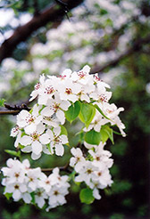 Ussurian Pear (Pyrus ussuriensis) at Millcreek Nursery Ltd