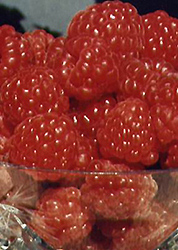 Souris Raspberry (Rubus 'Souris') at Millcreek Nursery Ltd