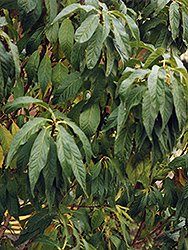 Goldspur Amur Cherry (Prunus maackii 'Jefspur') at Millcreek Nursery Ltd