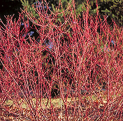 Isanti Dogwood (Cornus sericea 'Isanti') at Millcreek Nursery Ltd