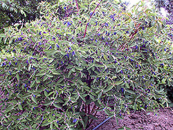 Blue Belle Honeyberry (Lonicera caerulea 'Berry Smart Belle') at Millcreek Nursery Ltd