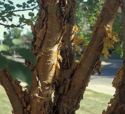 Copper Curls Pekin Lilac (Syringa pekinensis 'SunDak') at Millcreek Nursery Ltd