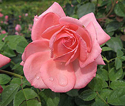 Canada Blooms Rose (Rosa 'Canada Blooms') at Millcreek Nursery Ltd