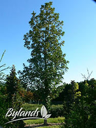 Top Gun Bur Oak (Quercus macrocarpa 'Top Gun') at Millcreek Nursery Ltd