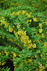 Emerald Carousel Barberry (Berberis 'Tara') at Millcreek Nursery Ltd