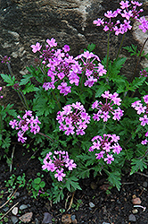 Drumstick Primrose (Primula denticulata) at Millcreek Nursery Ltd