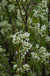 Honeywood Saskatoon (Amelanchier alnifolia 'Honeywood') at Millcreek Nursery Ltd