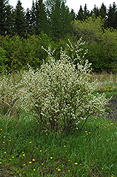 Honeywood Saskatoon (Amelanchier alnifolia 'Honeywood') at Millcreek Nursery Ltd