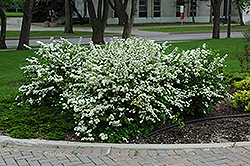 Fairy Queen Spirea (Spiraea trilobata 'Fairy Queen') at Millcreek Nursery Ltd