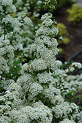 Fairy Queen Spirea (Spiraea trilobata 'Fairy Queen') at Millcreek Nursery Ltd