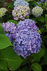 Endless Summer Hydrangea (Hydrangea macrophylla 'Bailmer') at Millcreek Nursery Ltd