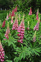 Russell Red Lupine (Lupinus 'Russell Red') at Millcreek Nursery Ltd
