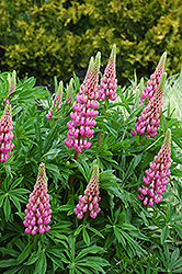Russell Pink Lupine (Lupinus 'Russell Pink') at Millcreek Nursery Ltd