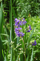 Common Jacob's Ladder (Polemonium caeruleum) at Millcreek Nursery Ltd