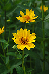 False Sunflower (Heliopsis helianthoides) at Millcreek Nursery Ltd