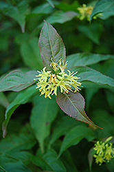 Dwarf Bush Honeysuckle (Diervilla lonicera) at Millcreek Nursery Ltd