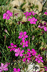 Alpine Pinks (Dianthus alpinus) at Millcreek Nursery Ltd