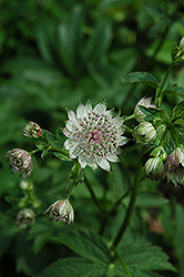 Great Masterwort (Astrantia major) at Millcreek Nursery Ltd