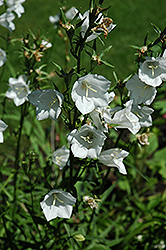 White Carpathain Bellflower (Campanula carpatica 'Alba') at Millcreek Nursery Ltd
