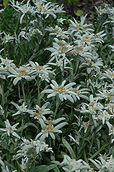 Alpine Edelweiss (Leontopodium alpinum) at Millcreek Nursery Ltd