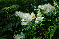 Ash Leaf False Spirea (Sorbaria sorbifolia) at Millcreek Nursery Ltd