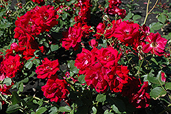 Champlain Rose (Rosa 'Champlain') at Millcreek Nursery Ltd